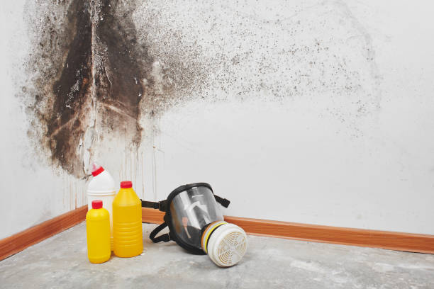 Reliable Mammoth Spring, AR Mold Remediation Solutions