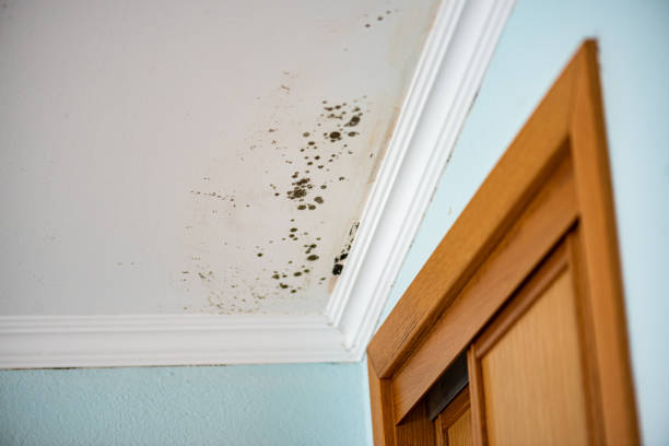 Best Residential Mold Remediation in Mammoth Spring, AR