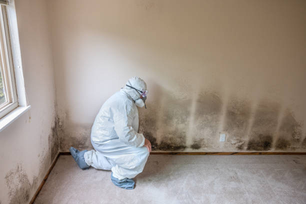 Best Bathroom Mold Remediation in Mammoth Spring, AR